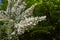 Erica lusitanica Rudolphi or Portuguese heath or Spanish heath plant with white flowers