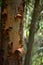 Ericaceae peeling bark closeup in HuascarÃ¡n National Park