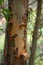 Ericaceae peeling bark in HuascarÃ¡n National Park