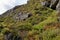 Ericaceous Plants in Chalamain Gap, Cairngorm Mountains, Highland Scotland Bilberry - Vaccinium myrtillus, Blaeberry or