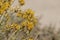 Ericameria Nauseosa Bloom - El Paso Mtns - 102722