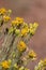 Ericameria Nauseosa Bloom - San Bernardino Mtns - 082222