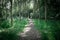 Erie view of an empty woodland path seen in dense woodland.