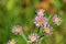 Erigeron acer , bitter fleabane or blue fleabane flower