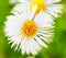 Erigeron Alpinus