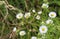 Erigeron annuus, annual fleabane, daisy fleabane, or eastern daisy fleabane