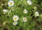 Erigeron annuus, annual fleabane, daisy fleabane, or eastern daisy fleabane