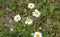 Erigeron annuus, annual fleabane, daisy fleabane, or eastern daisy fleabane