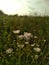 Erigeron annuus, the annual fleabane, daisy fleabane,  eastern daisy fleabane