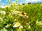 Erigeron annuus, the annual fleabane, daisy fleabane,  eastern daisy fleabane. Bee on daisy fleabane