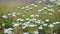 Erigeron Annuus backlit with sunrise