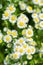 Erigeron annuus closeup