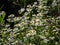 Erigeron annuus, formerly Aster annuus or deastern daisy fleabane