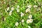 Erigeron annuus ssp. septentrionalis Fernald & Wiegand Wagenitz family Asteraceae in Abkhazia in summer