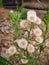 Erigeron Bonariensis plant