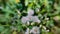 Erigeron bonariensis plant flower Horseweed plant flower