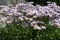 Erigeron concinnus with light violet flowers