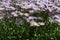 Erigeron concinnus with light violet flowers