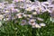 Erigeron concinnus with light violet flowers