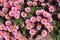 Erigeron Glaucus