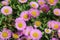 Erigeron Glaucus - Seaside Daisies