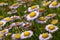 Erigeron glaucus, seaside daisy