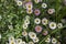 Erigeron karvinskianus in bloom, flower background