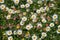 Erigeron Karvinskianus daisy flowers