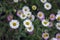 Erigeron karvinskianus flowers in bloom