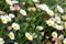 Erigeron karvinskianus flowers from May to October