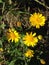 Erigeron Linearis (Desert Yellow Fleabane or Narrow Leaved Fleabane) Plant Blossoming.