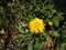 Erigeron Linearis (Desert Yellow Fleabane or Narrow Leaved Fleabane) Plant Blossoming.