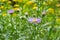 Erigeron pulchellus, variety of daisy family