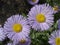 Erigeron (seaside daisy) purple and yellow flowers