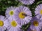 Erigeron (seaside daisy) purple and yellow flowers with bee