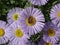 Erigeron (seaside daisy) purple and yellow flowers with bee