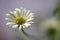 Erigeron sp, Asteraceae daisy family