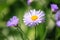 Erigeron speciosus flower