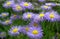 Erigeron speciosus flower close up