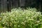 Erigeron Strigosus. Flowering Plant In The Daisy Family Known By The Common Names Prairie Fleabane, Common Eastern