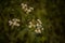 Erigeron strigosus medicinal wild plant in the field. prairie fleabane flower in the summer