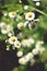 Erigeron strigosus medicinal wild plant in the field. prairie fleabane flower in the summer