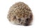 Erinaceus europaeus, western European Hedgehog.