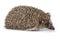 Erinaceus europaeus, western European Hedgehog.