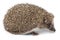 Erinaceus europaeus, western European Hedgehog.