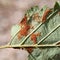 Erineum galls caused by mites Acalitus phyllereus on leaf of Alnus incana or Grey alder