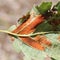 Erineum galls caused by mites Acalitus phyllereus on leaf of Alnus incana or Grey alder