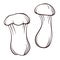 Eringi king oyster mushroom hand drawn sketch. Mushroom vector illustration isolated on a white background. Great for
