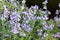 Erinus alpinus with light blue flowers