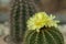 Eriocactus Parodia, cactus, succulent desert plants with beautiful yellow flowers bloom on top.